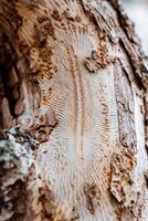 un hermosa simétrico modelo en el superficie de el árbol desde el ladrar escarabajo, el larvas de el parásito izquierda un rastro de su vital actividad en el ladrar de el pino árbol. foto