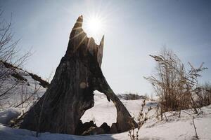 un brillante luz de sol en contra el azul cielo brilla mediante un antiguo árbol. un roto árbol maletero estaba golpeado por relámpago ardiente tocón, nieve en invierno en el bosque. foto