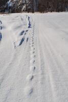 Frozen footprints in the snow. a snowmobile road, the beast ran through the snow in the winter in the woods. photo