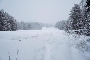 cubierto de nieve vacío la carretera sin carros. un la carretera yendo Derecho a el montañas. alto poderoso arboles son cubierto con nieve. un viaje en el salvaje en invierno foto