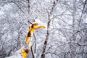 The giraffe stands under the snow. The long neck of the giraffe stretches upwards. An African animal against the background of a winter forest. photo