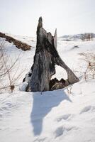 An old stump burned shade on the snow from a tree, sunny spring weather in the vastness of a winter field. photo