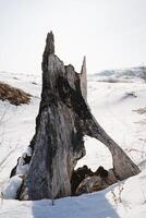 Lightning struck a tree burning a stump against the background of snow in winter, a hole in the trunk of an old tree. photo