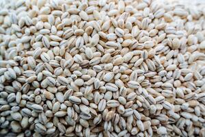 Pearl barley top view. White cereal. Pearl barley grains. photo