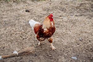 A rooster walks on the ground, a hen walks in the yard, a pet pet cockerel, a red scallop, lush feathers. photo