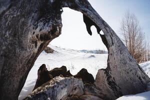 A hole in the trunk of a tree, a winter landscape on a snowy hill through an old tree. Art photography of nature, leaky log. photo