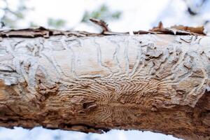 huellas en el maletero de el árbol desde el ladrar escarabajo, el parásito de pino arboles comió el sucursales, el derrota de agujas desde insectos, un hermosa modelo en el madera. foto