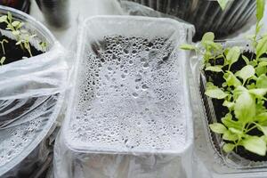 Greenhouse for seedlings at home, drops of water on the film, a tray with earth is covered with polyethylene. photo