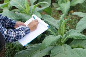 Close up famer is writing on paper notepad about growth and diseases of plants in garden. Concept, agriculture research to develop crops. Observing and inspecting quality. photo