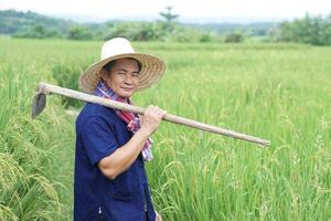 un agricultor asiático está en un campo de arroz, usa sombrero, camisa azul y sostiene una azada en el hombro. concepto de agricultura orgánica. sin quimicos usando una herramienta manual tradicional en lugar de usar herbicida. contaminación cero foto