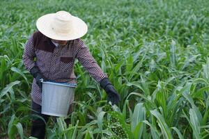 asiático granjero es laboral, fertilizante maíz plantas en jardín. concepto, agricultura ocupación. tomar cuidado y tratamiento después creciente cultivos para el mejor calidad producto. utilizar apropiado fertilizante con cultivos foto