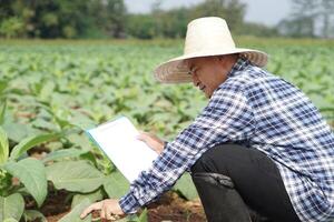 Asian farmer is observing and writing on paper notepad , collecting data about growth and disease of plants at garden. Concept, Take care after growing for the best quality agricultural product. photo