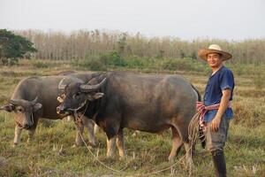 asiático hombre granjero usa sombrero, azul camisa, tomando cuidado de búfalo a animal granja. concepto, ganado, tailandés agricultores aumento y tomar cuidado búfalos como económico y exportar animales foto