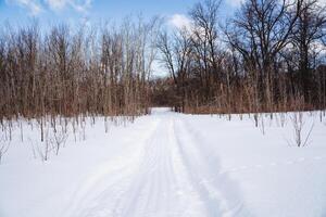 Snowmobile footprints in the snow, expensive in the forest, trees grow in one row, forest plantation, winter landscape, walk in the park, snow road. photo