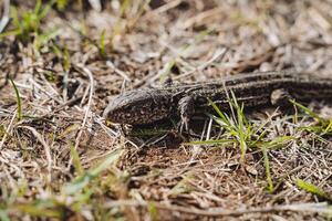 A lizard against the background of dry grass, spring awakened reptiles, a newt crawls on the ground, the head of a lizard close-up. photo