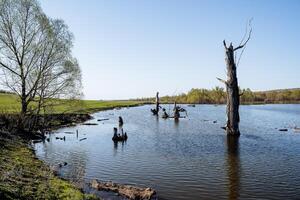 antiguo estanque seco madera pega fuera de el agua, inundado lago en el campo, verde estanque costa, bosque estanque, naturaleza paisaje mañana, azul cielo primavera foto