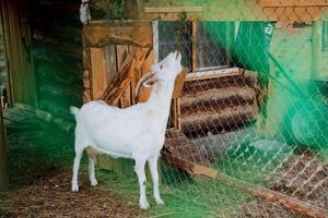 un blanco cabra tira sus cabeza arriba, un mascota soportes en un bolígrafo, ganado, un blanco cabra, agricultura, un cabra pregunta para alimento. foto