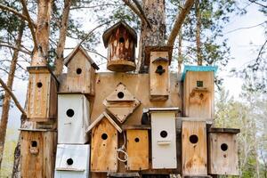 un montón de casas de aves colgando desde un árbol, fauna silvestre, casas para aves, hecho a mano, pequeño casa para aves, carpintero hecho, variedad foto