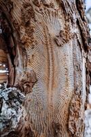 un hermosa modelo en el árbol, el ladrar escarabajo izquierda huellas de sus existencia, un podrido árbol, un seco pino, un muerto bosque, un de cerca de el superficie de el tablero. foto