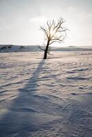 a lonely tree stands in the middle of a field in the snow, the winter landscape is frosty weather, the sun shone with bright rays, the dawn in nature, the sunrise, the shadow of the tree. photo