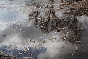 Dead fish are an ecological disaster on a body of water. The fish died in the water poisoning chemicals, lack of oxygen. photo