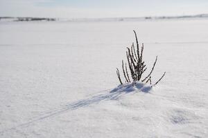 Minimalism winter plant grass dry. A bush sticks out of the snow against the background of the white sun. photo