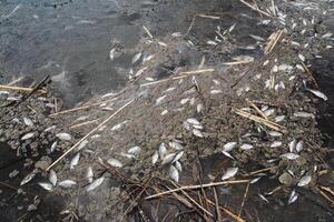 el masa muerte de lago pescado en Rusia, envenenamiento por productos quimicos desde el planta, sucio agua en el río, carencia de oxígeno fauna fallecido. foto