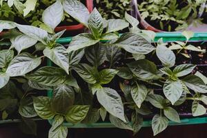 plántulas de campana pimientos, verde plantas a hogar. jardinería en el departamento, verde pimienta hojas. foto