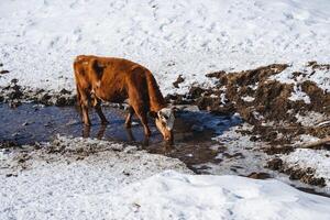 un vaca bebidas agua, invierno fluye un corriente animal llegó a el riego agujero, un marrón Doméstico vaca. foto