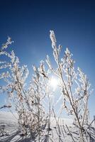 Bushes are covered with frost against the background of sunlight. The glare of the sun in the blue sky in winter. photo