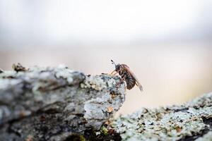 abeja lado vista, pequeño piernas, bigotes pega arriba, un mosca sentado en un piedra, un tábano voló fuera a caza, un bosque insecto de cerca. foto