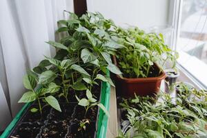 plántulas a hogar estar en el antepecho, plántulas crecer en ollas con tierra, joven dispara de Tomates y pimientos, jardinería en el departamento. foto