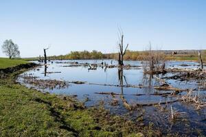 Swampy forest pond, lake shore, rotting trees stand in the water, flooded lake, old trees, rural landscape. photo