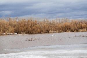 blanco cisnes nadar en el lago, dos migratorio aves en el sucio primavera agua, aterrizaje en el agua, hielo en el río derritiendo, seco arboles foto