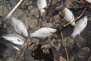 un lote de muerto pescado nadar en el agua de el lago, un catástrofe de un ecológico escala, sucio agua no adecuado para el vida de el fauna, envenenamiento de pez. foto