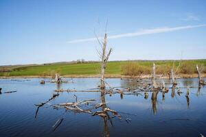 antiguo seco arboles mentira en el lago, un muerto árbol palos fuera de el agua, un inundado bosque, un pueblo estanque, un estanque en contra el azul cielo, un Mañana en naturaleza, un verde campo de trigo foto