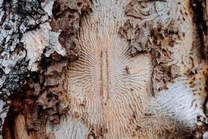 ladrar escarabajo parásito destruye conífero bosques en Rusia, europeo infección de pequeño insectos, modelo en el maletero de un seco registro, ladrar escarabajo sendero comió pino. foto