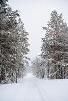 Panoramic vie on snow-covered empty road without cars. A road going straight through trees. Tall mighty trees are covered with snow. A journey in the wild in winter photo