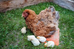 Feathered brood of birds, brown hen hen, yellow chickens, klusha sitting on the grass in the pen, home farm photo