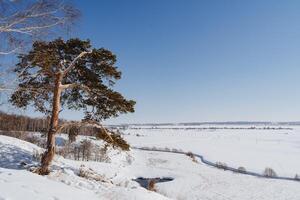 A lone pine tree grows on the edge of a cliff, a winter landscape in the early morning. A tree against a blue sky. Siberian winter in Russia. photo