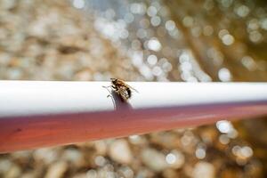 el miel abeja se sienta en un blanco fondo, el a rayas cuerpo de el pata a el lados, el transparente alas de un salvaje volar, el peludo insecto abeja obrero. foto