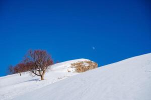 The slope of the mountain is covered with deep snow, the top of the rock against the background of the blue sky. The tree grows in harsh conditions of nature. Minimalism photo