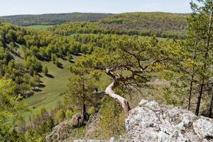 Nature of Russia Southern Urals tract Bujatau mountain against the background of the forest, beautiful rock, crooked tree, pine grows on the edge of the mountain, spring sunny day photo