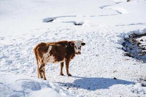 Pasture of domestic animals cow stands on the snow, winter camp, photo