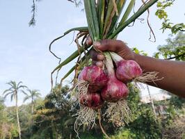 Farmer hand holding red onion in the field countryside of Bangladesh photo