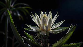 ai generado un toque de elegancia en el oscuridad, un blanco flor floraciones en medio de oscuridad. foto