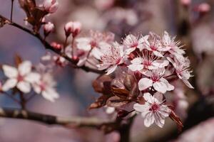 Colorful Flowers in Spring Background photo