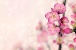 Colorful Flowers in Spring Background photo