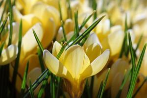 Colorful Flowers in Spring Background photo