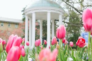 Colorful Flowers in Spring Background photo